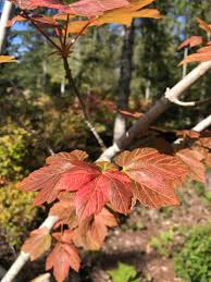 Attēlu rezultāti vaicājumam “Acer pseudoplatanus fo. purpurascens leaf”