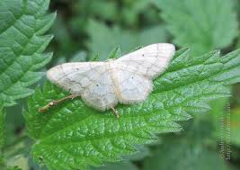 Attēlu rezultāti vaicājumam “Idaea biselata”