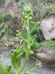 Attēlu rezultāti vaicājumam “Scrophularia umbrosa flower”