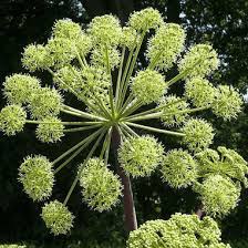 Image result for Angelica archangelica