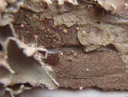 Attēlu rezultāti vaicājumam “Bacidia subincompta”