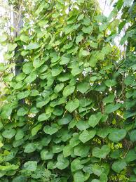 Attēlu rezultāti vaicājumam “Menispermum dauricum leaf”