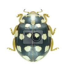 Attēlu rezultāti vaicājumam “Sospita vigintiguttata”