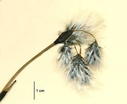 Attēlu rezultāti vaicājumam “Eriophorum latifolium fruit”