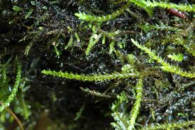 Attēlu rezultāti vaicājumam “Platyhypnidium riparioides”