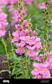 Image result for Antirrhinum majus maximum