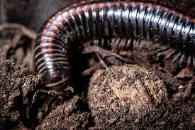 Attēlu rezultāti vaicājumam “Ommatoiulus sabulosus”