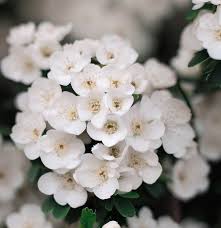 Attēlu rezultāti vaicājumam “Crataegus macracantha flower”