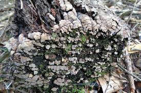 Attēlu rezultāti vaicājumam “Xylobolus frustulatus”