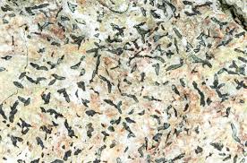 Attēlu rezultāti vaicājumam “Alyxoria varia”