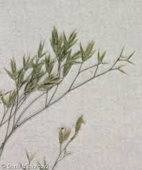 Attēlu rezultāti vaicājumam “Festuca altissima flower”