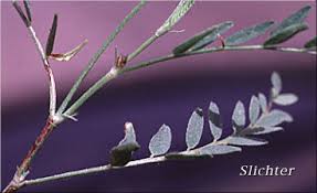 Attēlu rezultāti vaicājumam “Astragalus danicus leaf”