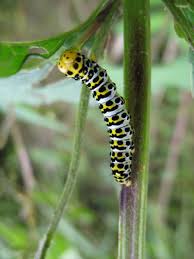 Attēlu rezultāti vaicājumam “Shargacucullia scrophulariae”