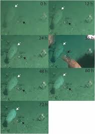 Image result for Vazella pourtalesii