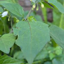 Attēlu rezultāti vaicājumam “Solanum nigrum”