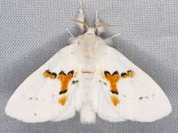 Attēlu rezultāti vaicājumam “Leucodonta bicoloria imago”