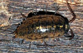 Attēlu rezultāti vaicājumam “Ligidium hypnorum”