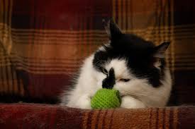 Image result for limecat