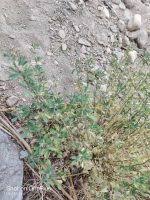 Attēlu rezultāti vaicājumam “Medicago x varia”