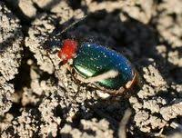 Attēlu rezultāti vaicājumam “Lebia chlorocephala”