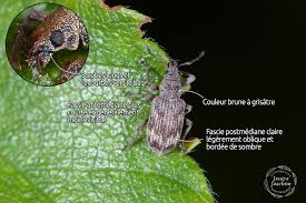 Attēlu rezultāti vaicājumam “Polydrusus tereticollis”