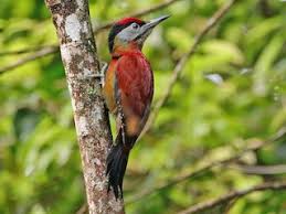 Attēlu rezultāti vaicājumam “Picus canus female”