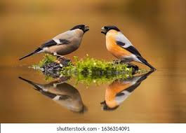 Attēlu rezultāti vaicājumam “Pyrrhula pyrrhula female”