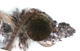 Attēlu rezultāti vaicājumam “Eupithecia linariata”