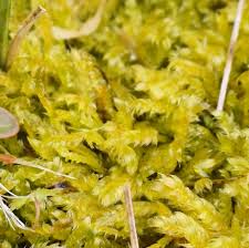 Attēlu rezultāti vaicājumam “Breidleria pratensis”