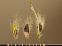 Attēlu rezultāti vaicājumam “Salix daphnoides subsp. acutifolia bud”