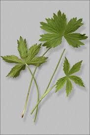 Attēlu rezultāti vaicājumam “Astrantia major fruit”