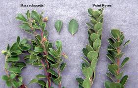 Attēlu rezultāti vaicājumam “Arctostaphylos uva-ursi leaf”