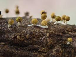 Attēlu rezultāti vaicājumam “Physarum pezizoideum macro”