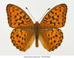 Attēlu rezultāti vaicājumam “Argynnis niobe”