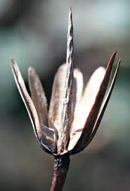 Attēlu rezultāti vaicājumam “Liriodendron tulipifera bud”