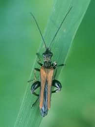 Attēlu rezultāti vaicājumam “Oedemera femorata”