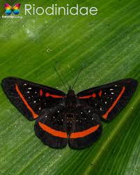 Attēlu rezultāti vaicājumam “Riodinidae”