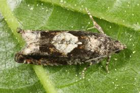 Attēlu rezultāti vaicājumam “Epinotia immundana”