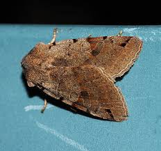 Attēlu rezultāti vaicājumam “Agrochola litura imago”