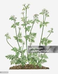Image result for Anthriscus cerefolium