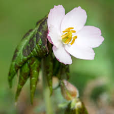 Attēlu rezultāti vaicājumam “Podophyllum hexandrum flower”