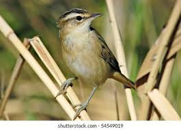 Attēlu rezultāti vaicājumam “Acrocephalus schoenobaenus”