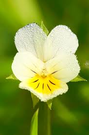 Image result for Veilchen