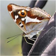 Attēlu rezultāti vaicājumam “Apatura iris male”