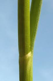 Attēlu rezultāti vaicājumam “Allium oleraceum bud”