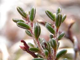 Attēlu rezultāti vaicājumam “Empetraceae”