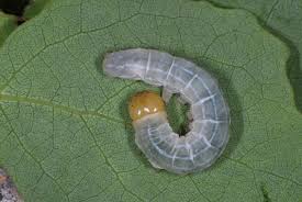 Attēlu rezultāti vaicājumam “Enargia paleacea”