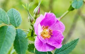 Attēlu rezultāti vaicājumam “Rosa glabrifolia”