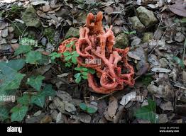 Attēlu rezultāti vaicājumam “Clathrus ruber”