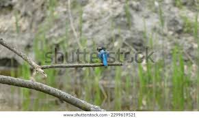 Attēlu rezultāti vaicājumam “Alcedo atthis adult”